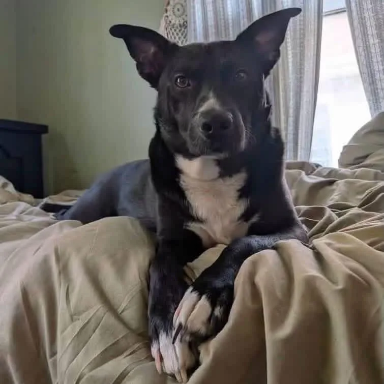 An adult medium-sized male Black Shepherd dog named Bluey for adoption in manchester, PA