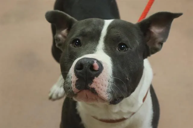 An adult medium-sized male Mixed Breed dog named Frankie for adoption in Columbia, SC