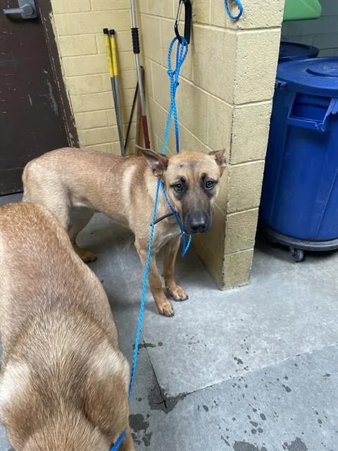A young small-sized male German Shepherd Dog dog named Mac for adoption in Stockton, CA