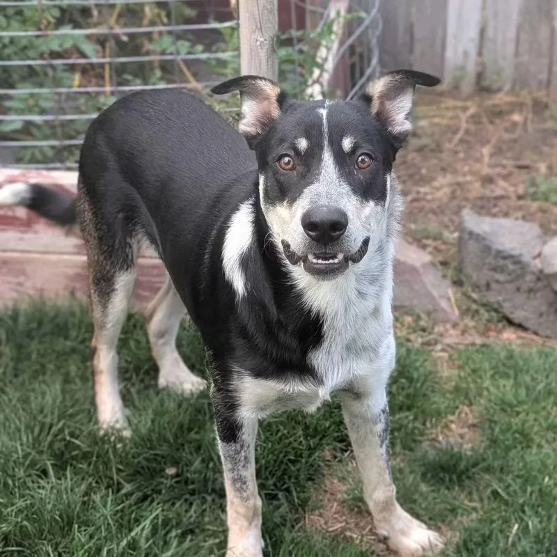 A young medium-sized male Australian Cattle Dog / Blue Heeler dog named Rowdy for adoption in Boise, ID