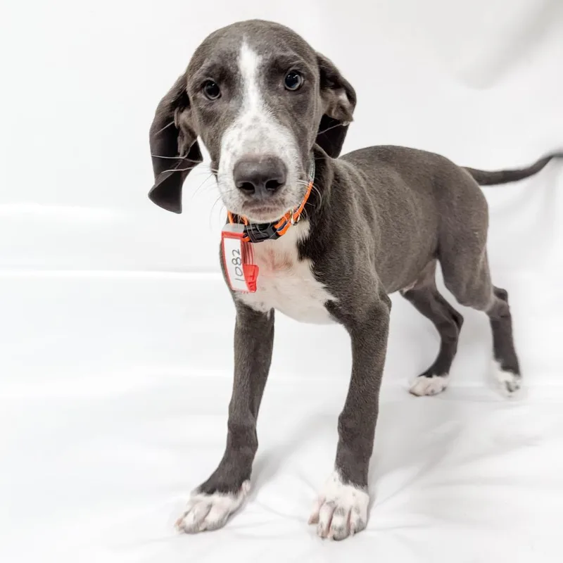 A baby medium-sized male Mixed Breed dog named Elliott for adoption in Parker, CO