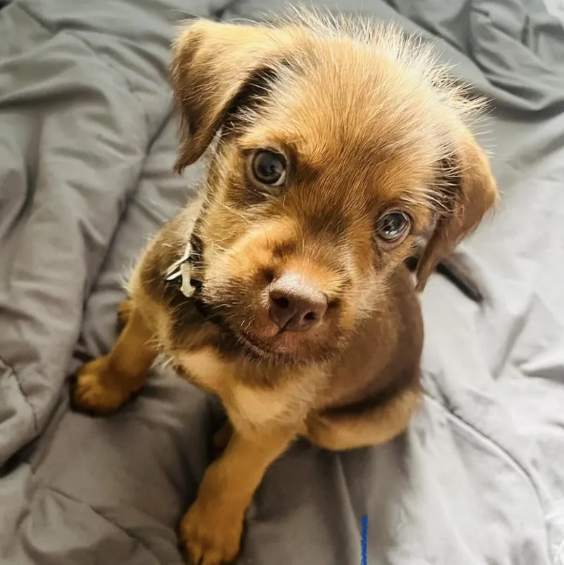 A baby small-sized male Brown / Chocolate Yorkshire Terrier dog named Milo for adoption in CORPUS CHRISTI, TX