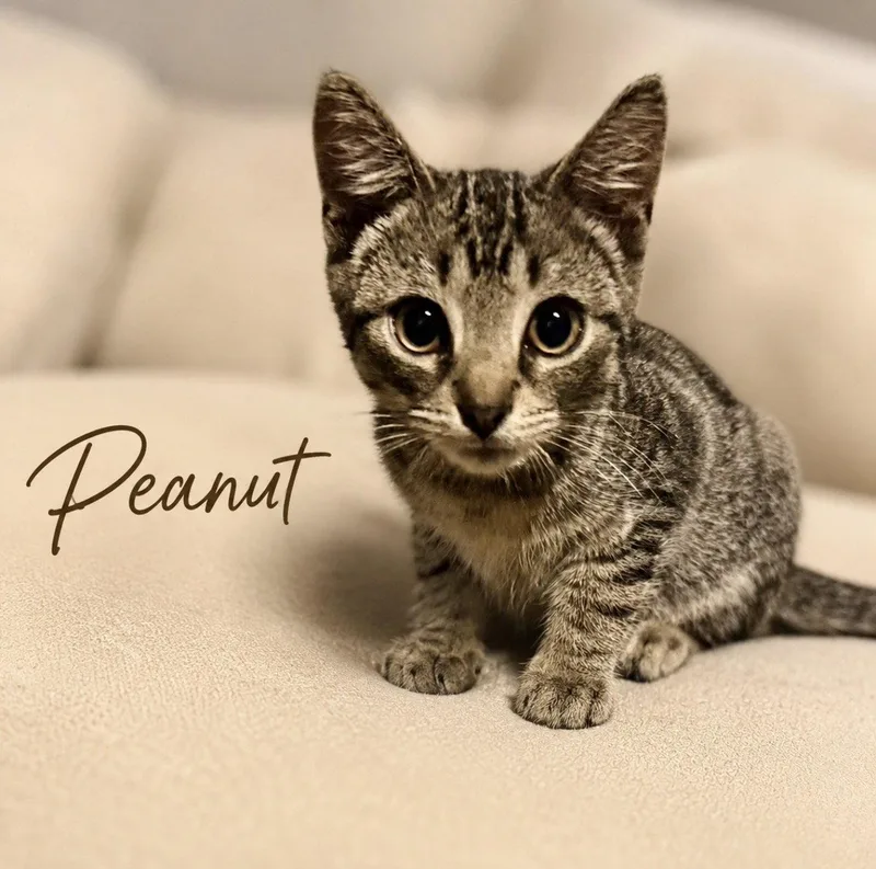 A baby medium-sized male Tabby cat named Peanut for adoption in Greenville, DE