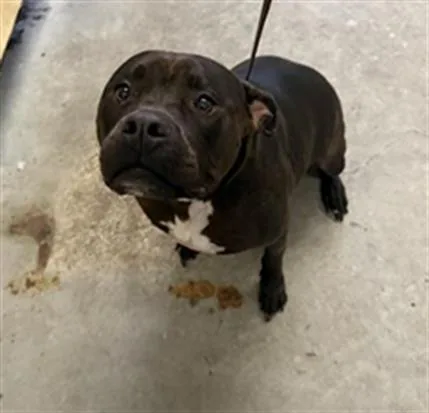 An adult large-sized female Pit Bull Terrier dog named Dahlia for adoption in Camarillo, CA