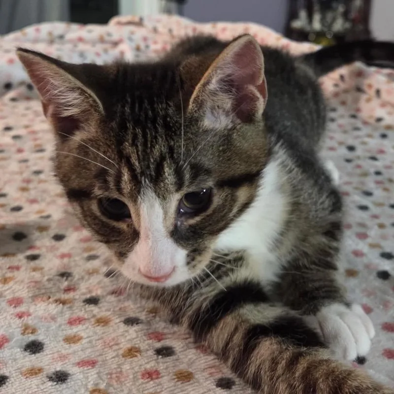 A baby small-sized male Brown / Chocolate Domestic Short Hair cat named Brownie for adoption in Philadelphia, PA