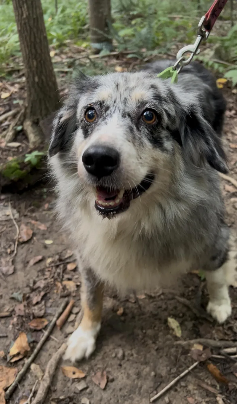 An adult medium-sized female Merle (Blue) Australian Shepherd dog named Sitar for adoption in Millerstown, PA