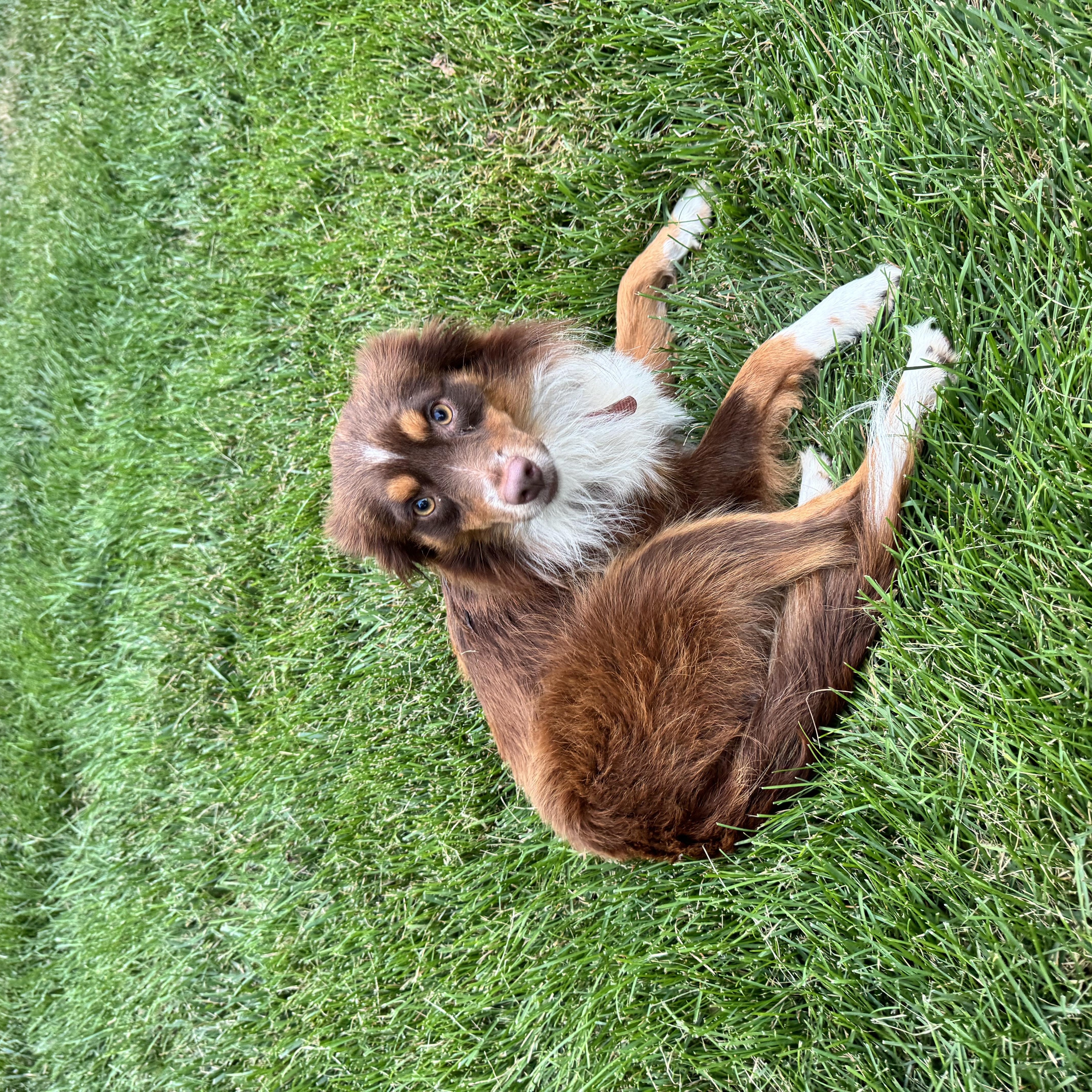 An adult medium-sized male Australian Shepherd dog named Sparky for adoption in Gainesville, VA