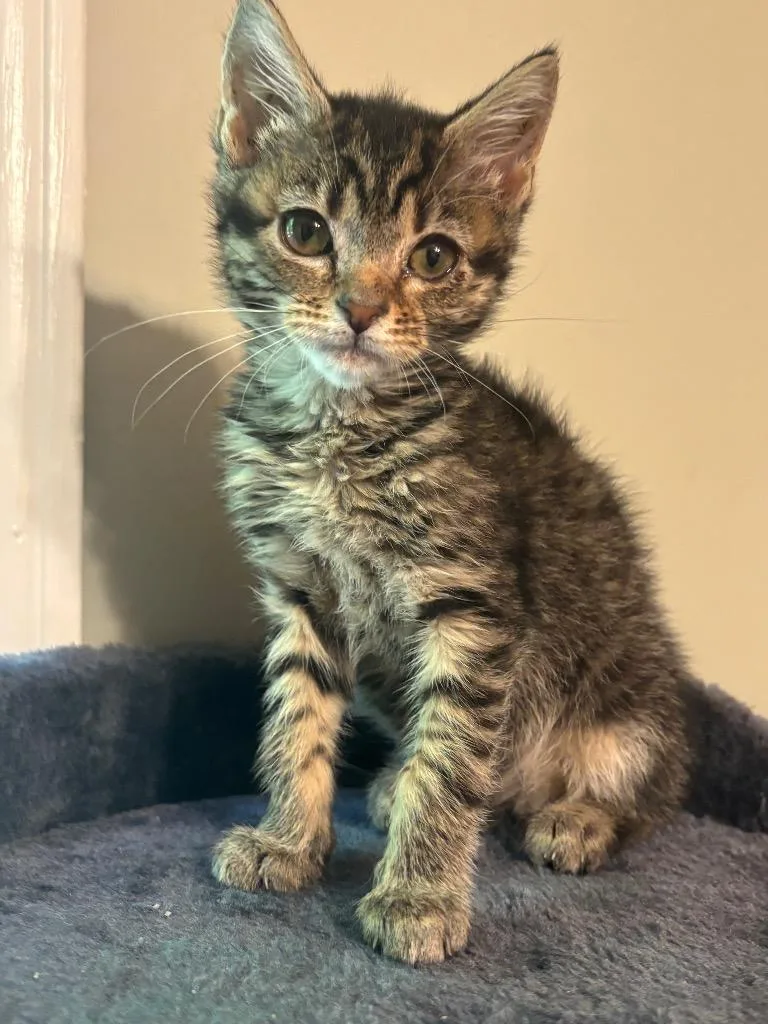 A baby small-sized female Domestic Short Hair cat named Glimmer Twig for adoption in Newnan, GA