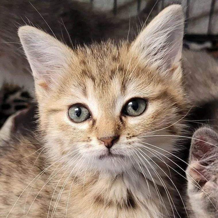 A baby medium-sized male Tabby (Tiger Striped) Domestic Short Hair cat named Ace for adoption in Robinson, IL