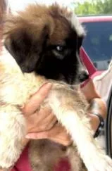 A baby small-sized female Tricolor (Brown, Black, & White) Anatolian Shepherd dog named Opal Gemstone for adoption in Waunakee, WI