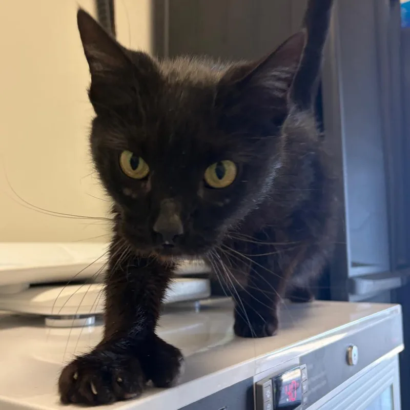 An adult large-sized male Black Domestic Short Hair cat named Chewie for adoption in Nashville, TN