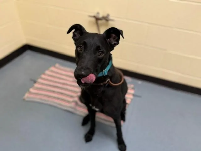 A young large-sized male Labrador Retriever dog named Royal Blue for adoption in Denver, CO
