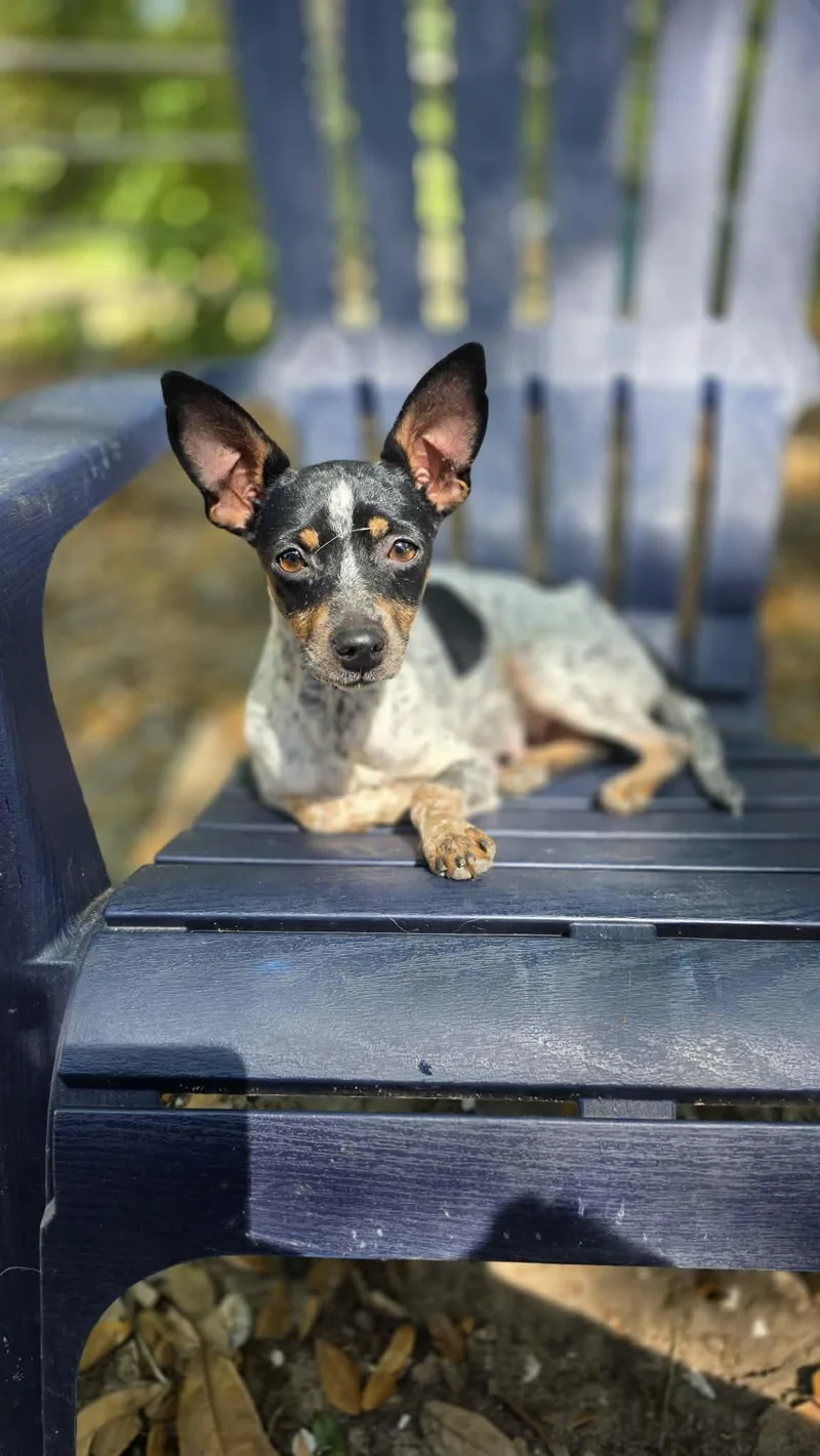 An adult small-sized female Rat Terrier dog named Jellybean for adoption in Milton, FL