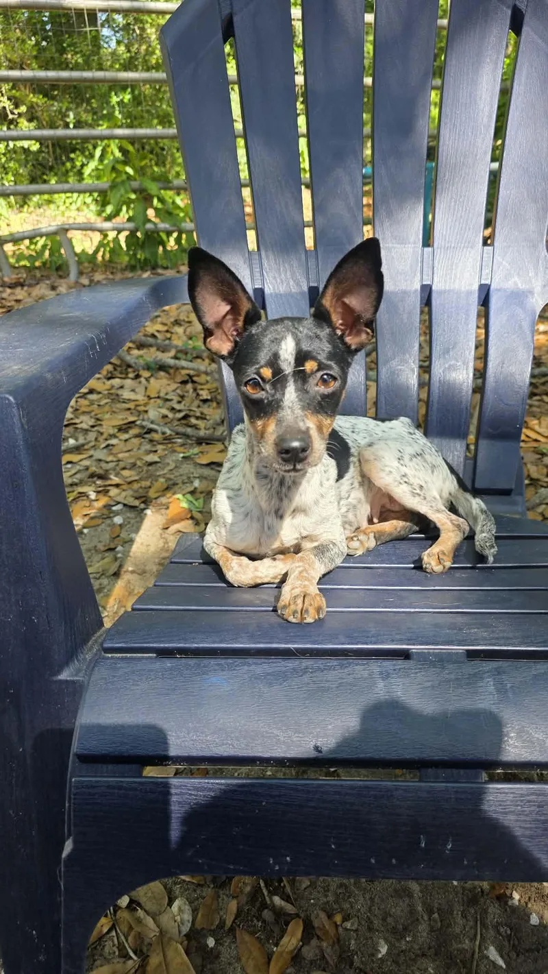 Jellybean thumbnail 2