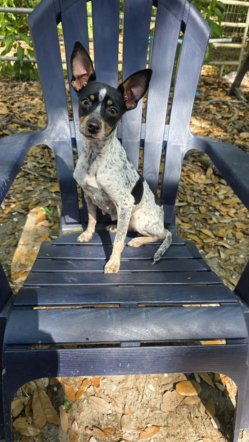 Jellybean thumbnail 3