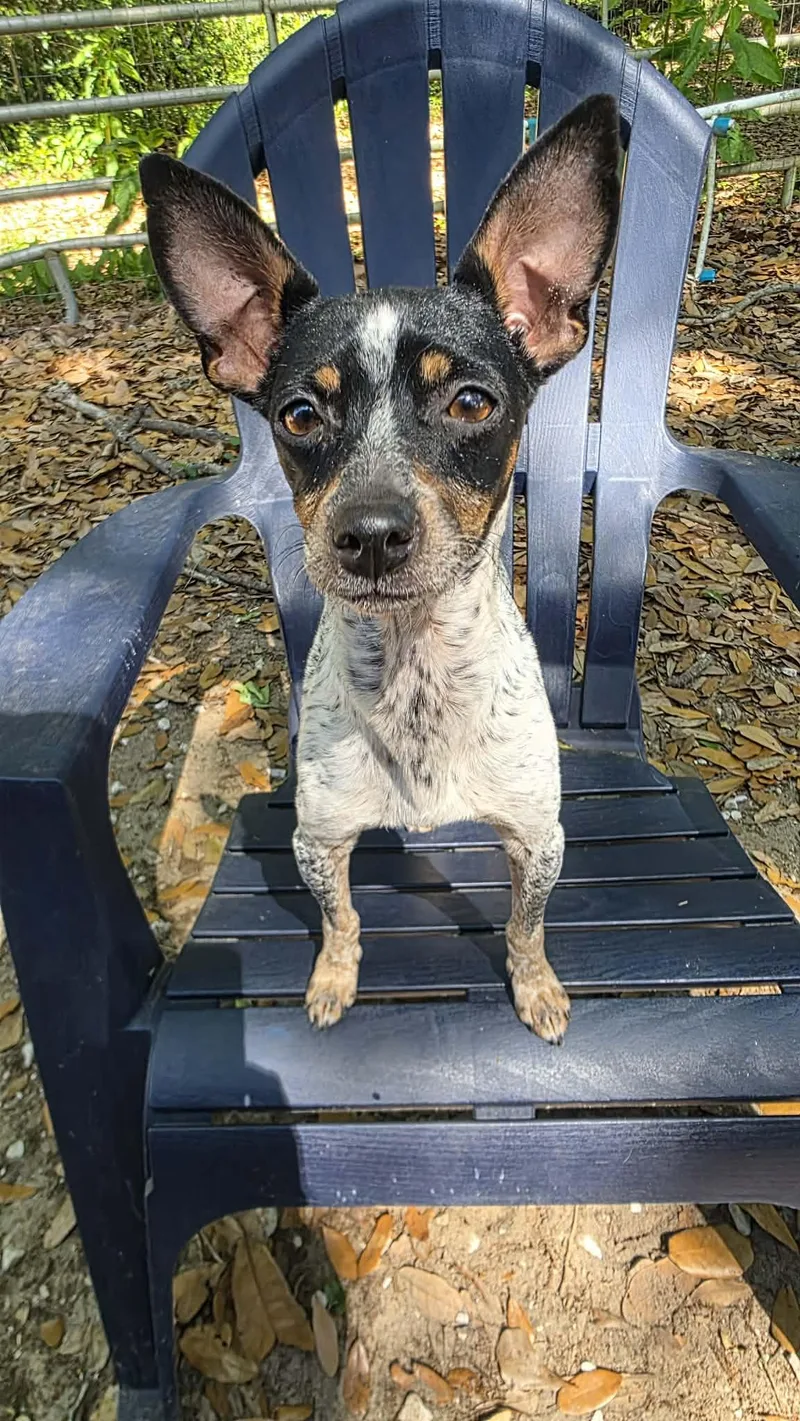 Jellybean thumbnail 4