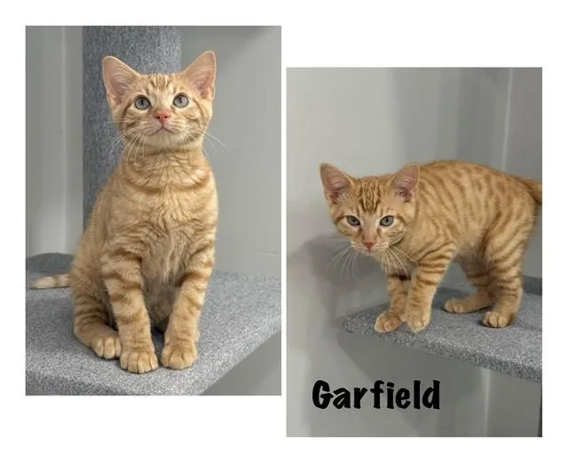 A baby small-sized male Domestic Short Hair cat named Garfield for adoption in Westminster, MD