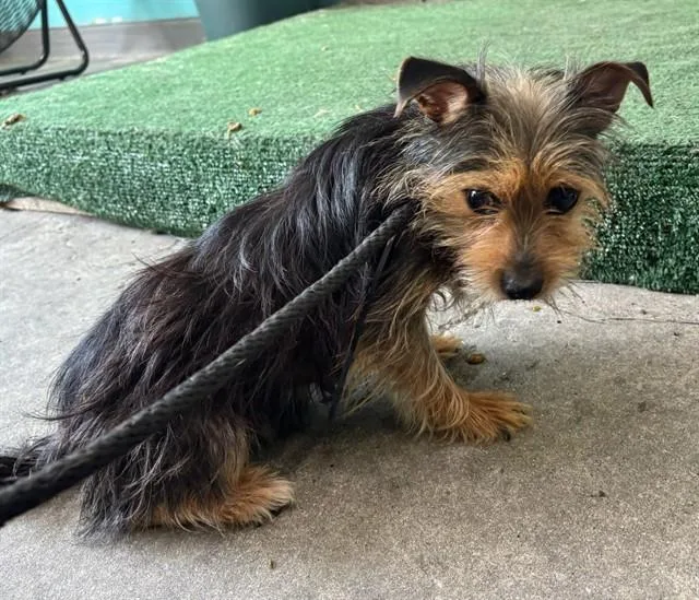 An adult small-sized female Yorkshire Terrier dog named Sophia for adoption in Baldwin Park, CA