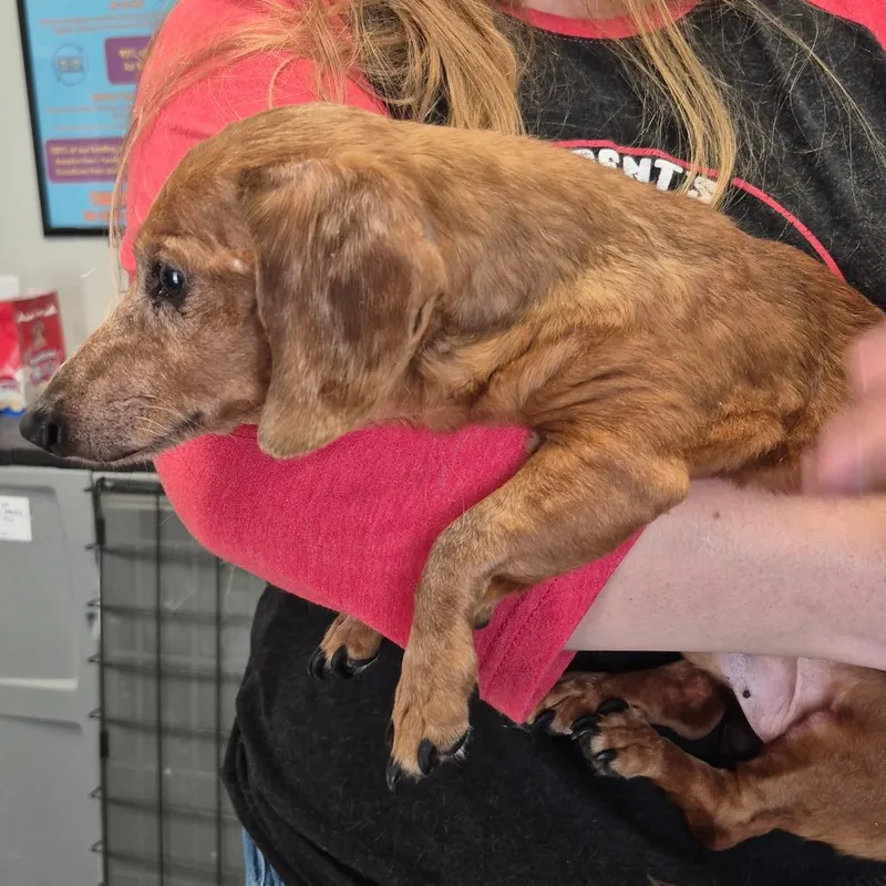 A senior small-sized male Brown / Chocolate Dachshund dog named Toby for adoption in Kingman, KS