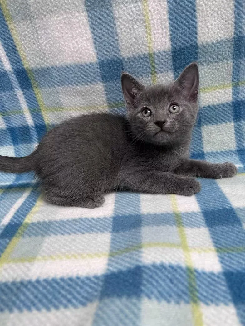 A baby medium-sized male Gray / Blue / Silver Domestic Short Hair cat named Bluestar for adoption in Greensboro, NC