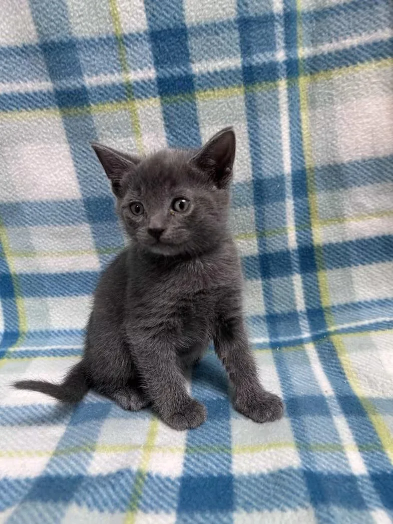 Bluestar thumbnail 3