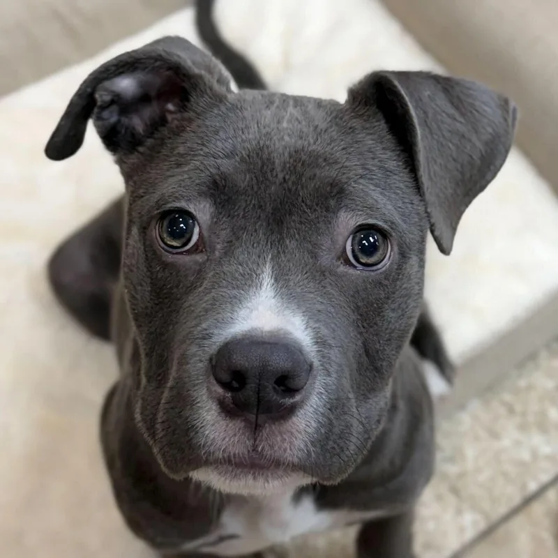 A baby medium-sized male Pit Bull Terrier dog named Dilly for adoption in Jefferson, WI