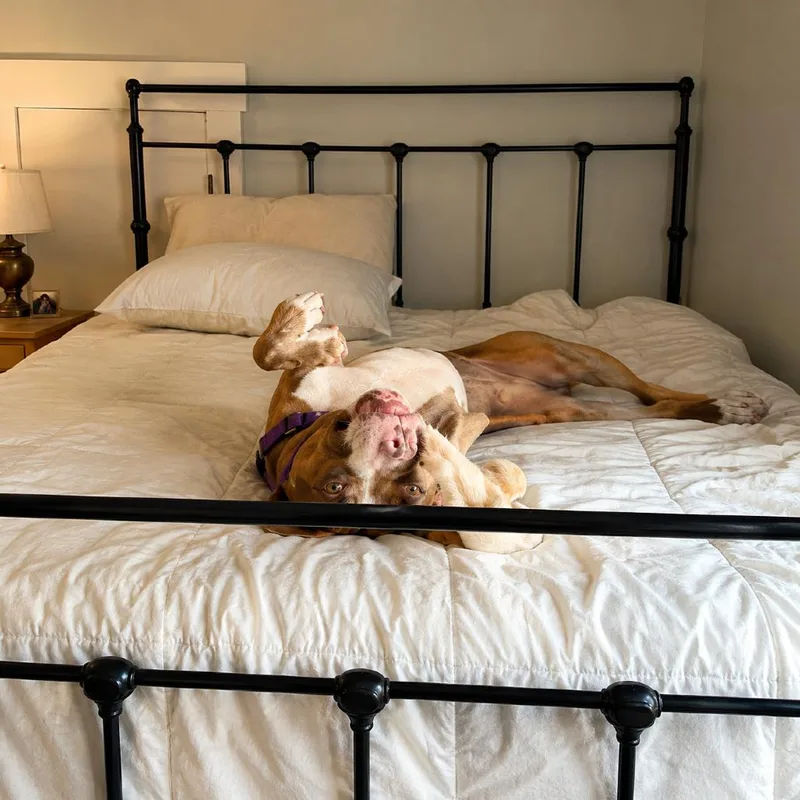 An adult medium-sized male Red / Chestnut / Orange Mixed Breed dog named Panettone for adoption in Hopkinton, MA