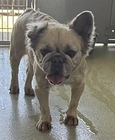 A young small-sized female French Bulldog dog named Gretchen for adoption in San Martin, CA