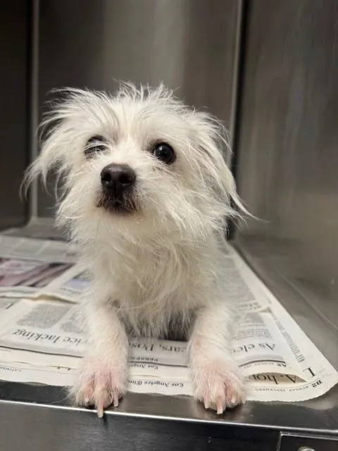 An adult small-sized female Terrier dog named Yuki for adoption in Van Nuys, CA