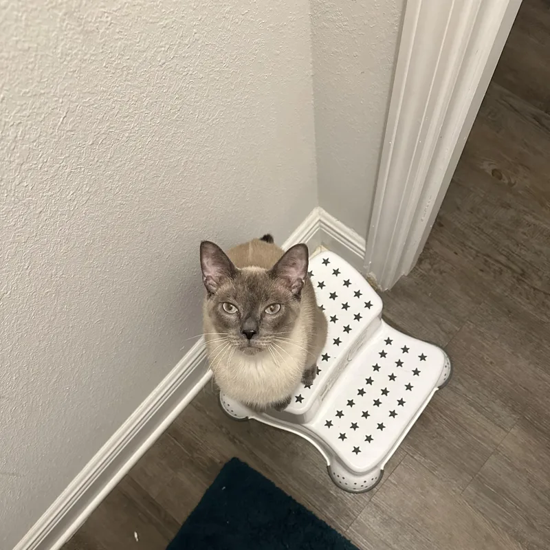 A young medium-sized male Blue Point Siamese cat named Stumpy for adoption in Long Beach, MS