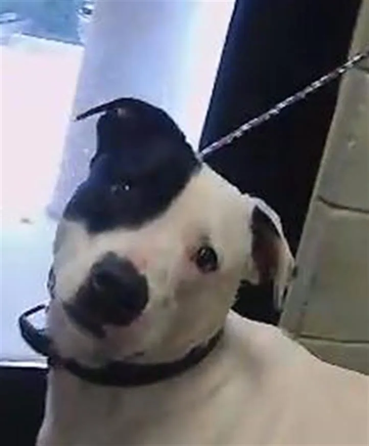 A young large-sized male Pit Bull Terrier dog named Bomber for adoption in Tulsa, OK