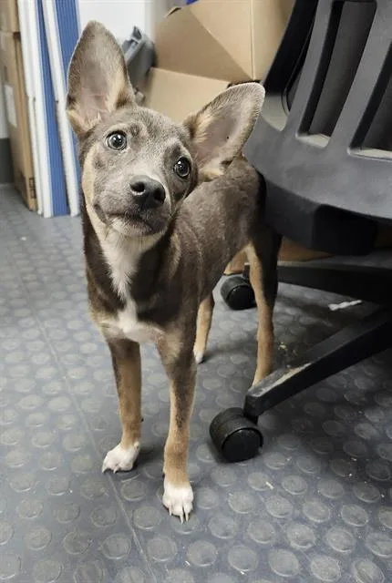 A baby small-sized female Terrier dog named Elvie for adoption in San Antonio, TX