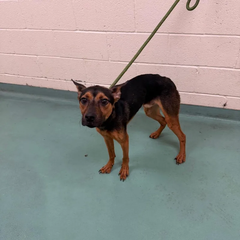 A young medium-sized male Yellow / Tan / Blond / Fawn Mixed Breed dog named Jr for adoption in Memphis, TN