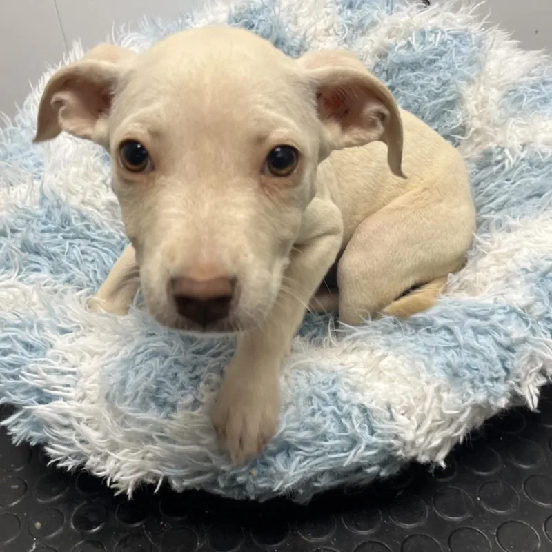 A baby medium-sized female Mixed Breed dog named Coconut for adoption in Mount Gilead, NC