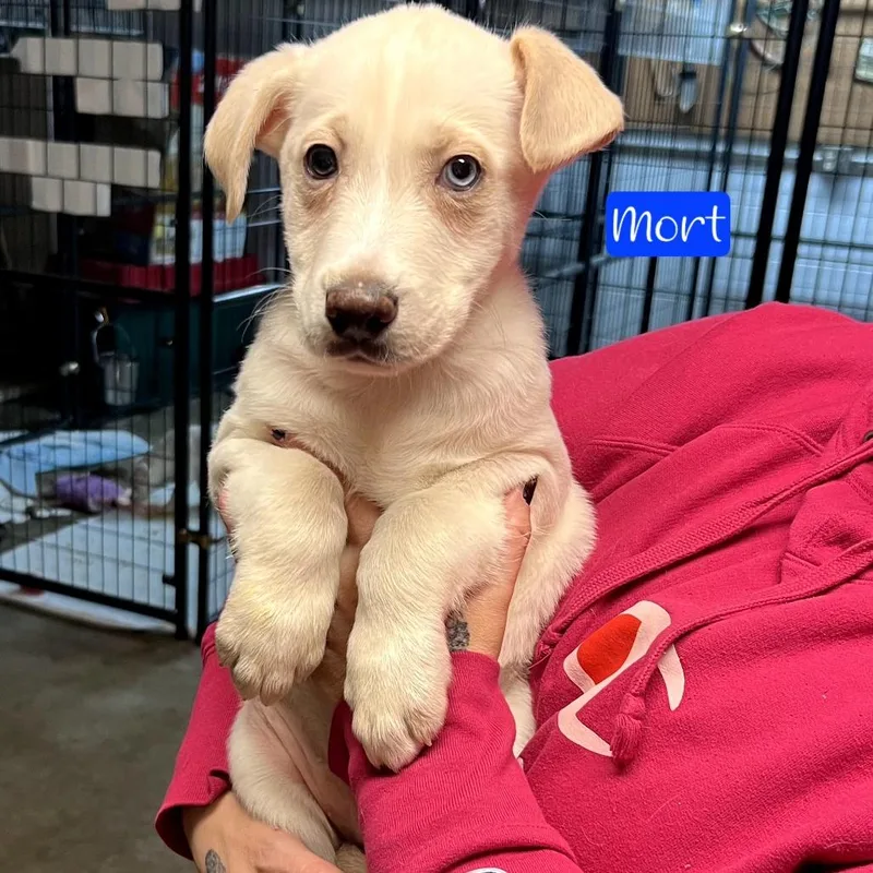 A baby small-sized male White / Cream Feist dog named Mort for adoption in Parkersburg, WV