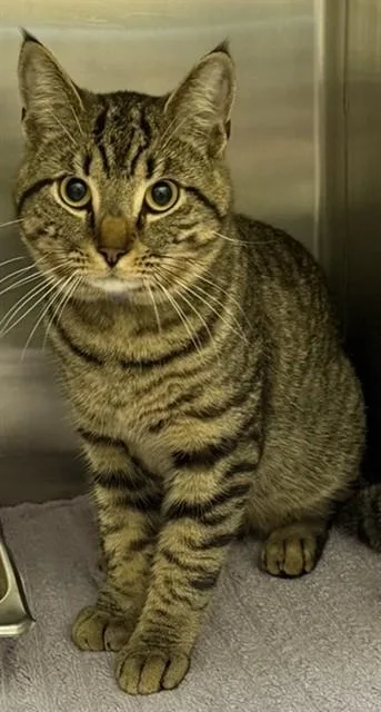 A young large-sized male Domestic Short Hair cat named Lucious for adoption in Upper Marlboro, MD