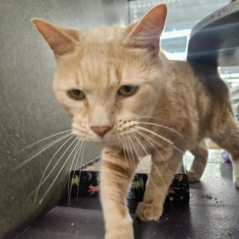 A senior small-sized male Orange / Red Domestic Short Hair cat named Clayton for adoption in Granville, OH