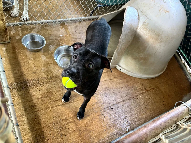 A young medium-sized female Pit Bull Terrier dog named Easter for adoption in Shreveport, LA