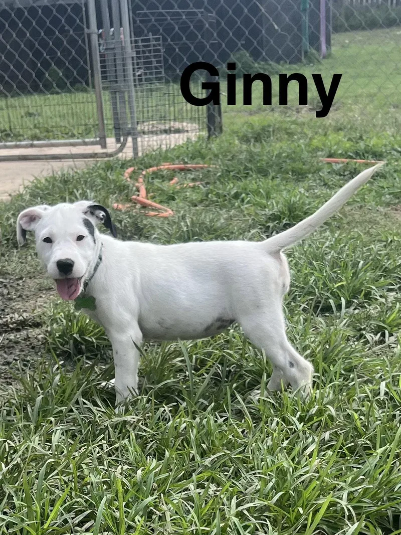 Ginny thumbnail 3