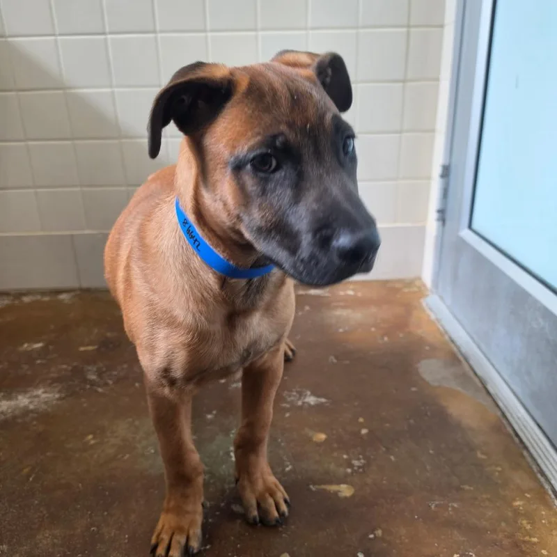 A baby small-sized male Shepherd dog named Stray hold Furankenstein for adoption in Albuquerque, NM