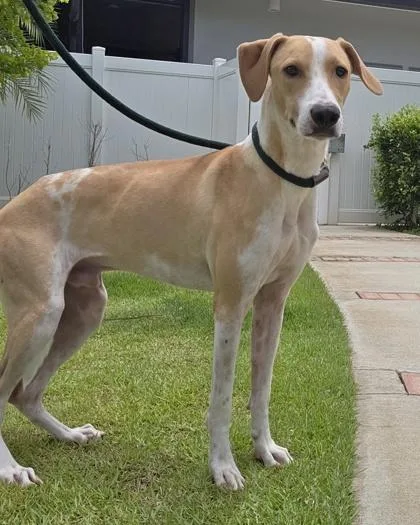 An adult large-sized male Hound dog named Waylon for adoption in Honolulu, HI