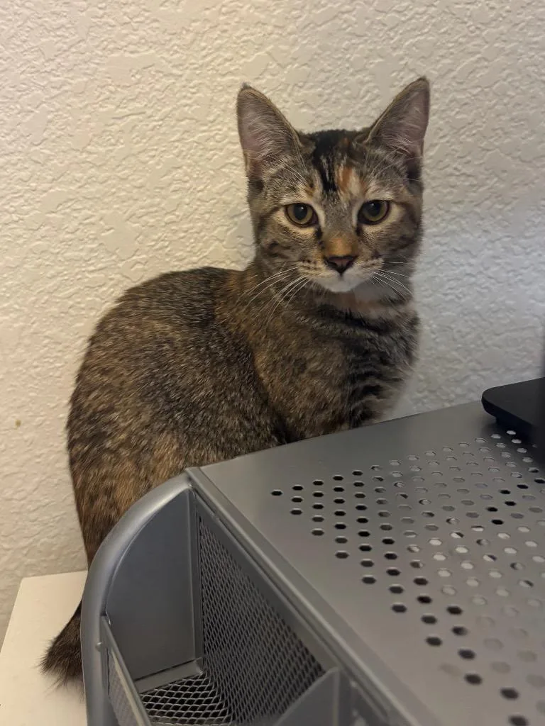 A baby medium-sized female Domestic Short Hair cat named Shyloh for adoption in Fort Lupton, CO
