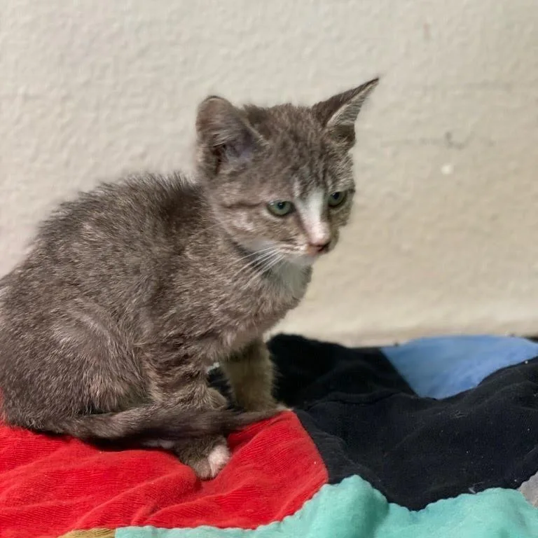 A baby small-sized female Domestic Short Hair cat named Flopsy for adoption in Fredericksburg, TX