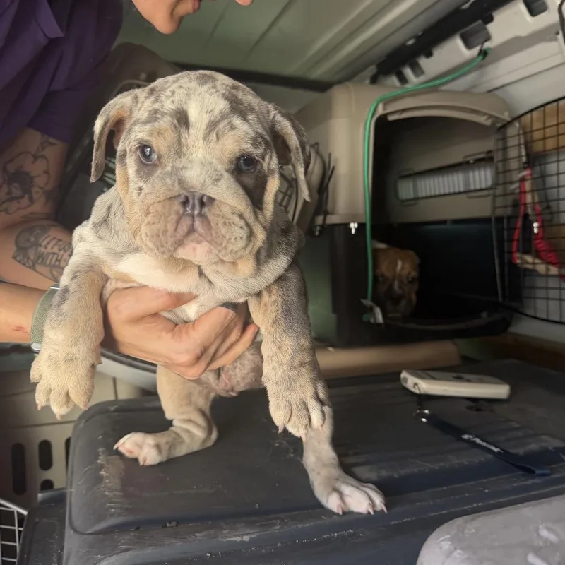 A baby small-sized female Gray / Blue / Silver English Bulldog dog named Kleenex for adoption in Northbrook, IL