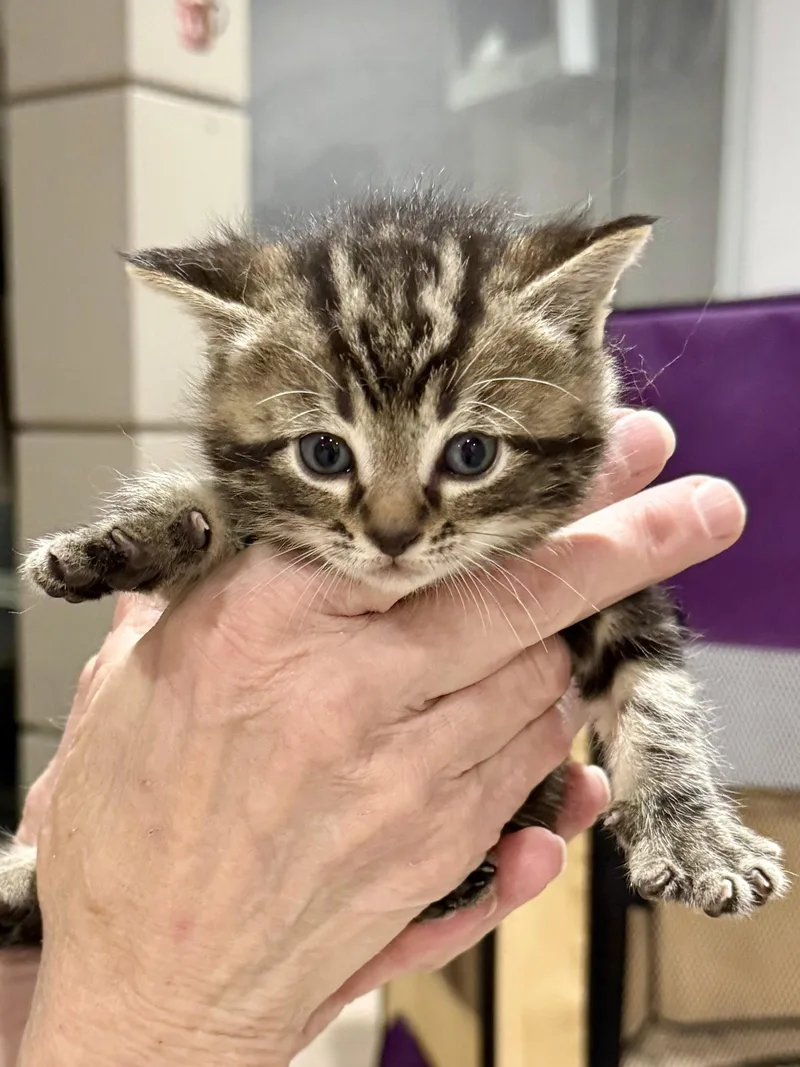 A baby medium-sized male Domestic Short Hair cat named Cat  Indigo for adoption in GILBERTS, IL