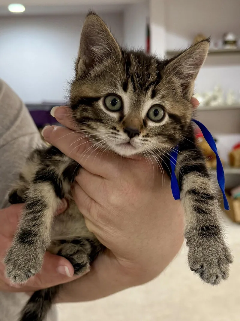 Cat  Indigo thumbnail 2