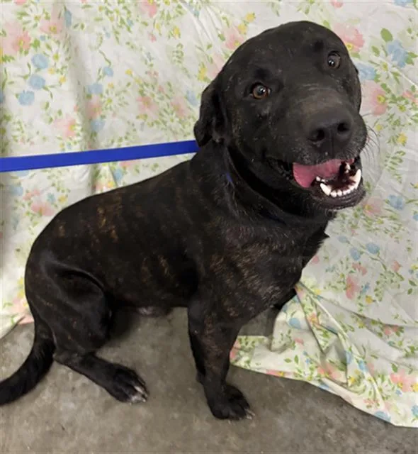 A young large-sized male Labrador Retriever dog named Diesel for adoption in Rosenberg, TX