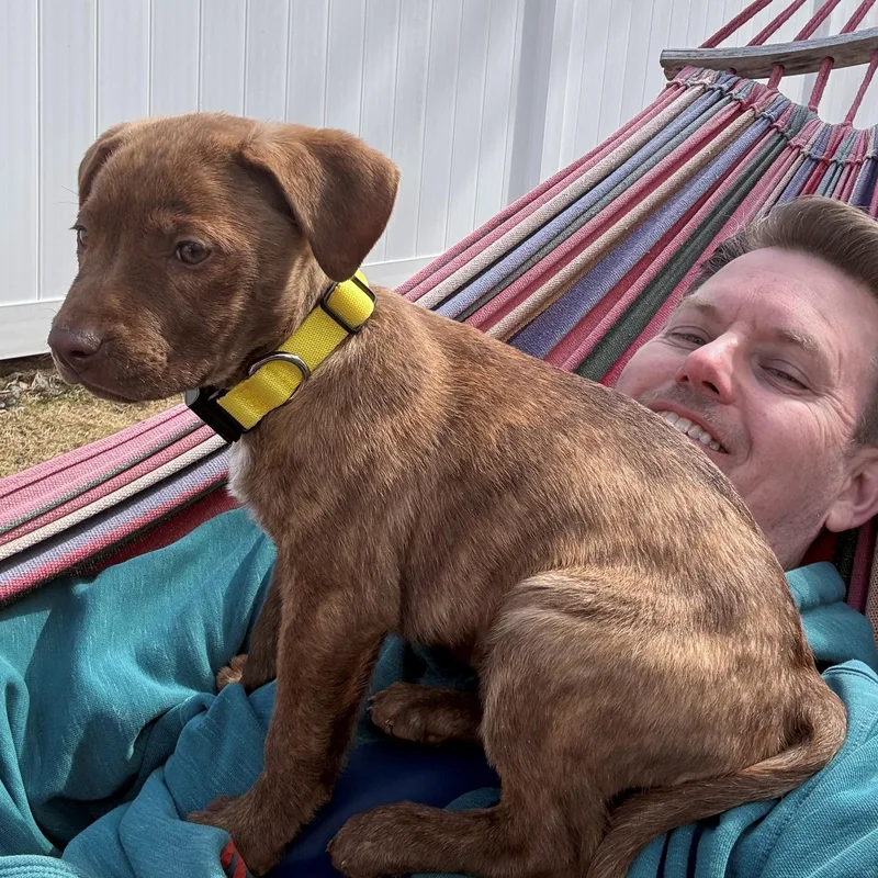 Rosebud Bloom  Local thumbnail 2