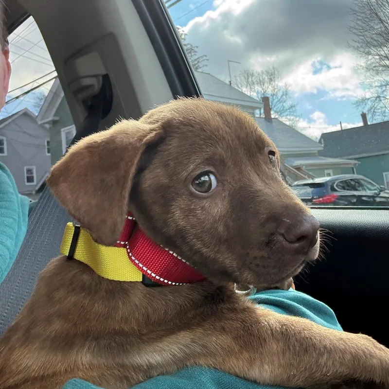 Rosebud Bloom  Local thumbnail 3