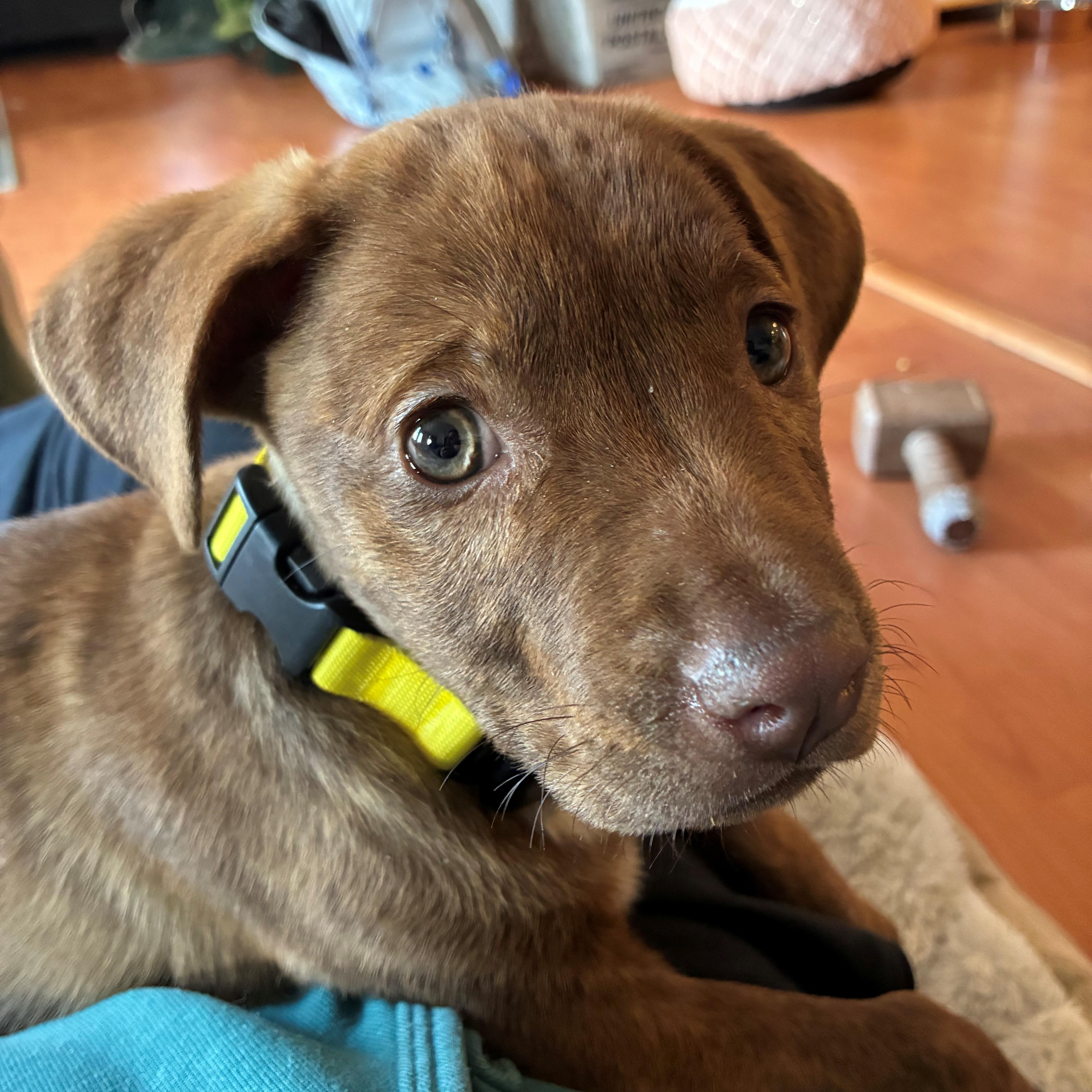 Rosebud Bloom  Local thumbnail 4